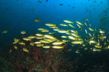 Naklejka na ściany i meble School yellow Bigeye Snappers fish on coral reef