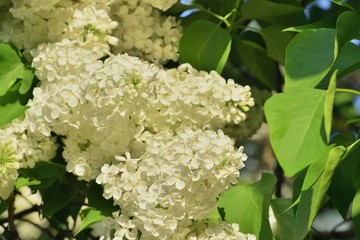 Ветка белой сирени