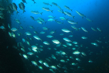 Fototapeta na wymiar School Trevally fish