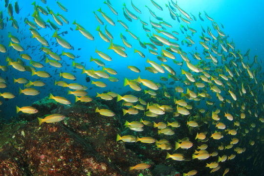 School yellow Bigeye Snappers fish on coral reef