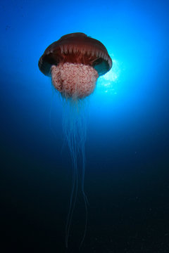 Large Mosaic Jellyfish underwater