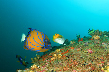 Fototapeta na wymiar Tropical fish: Blue-ringed Angelfish