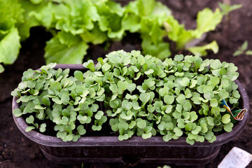 Home gardening - young rucola ( arugula ) in the flowerpot