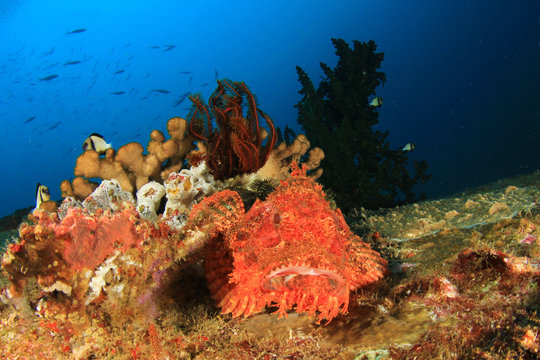 Scorpionfish coral reef