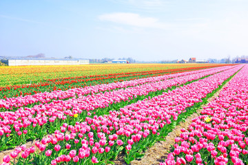 Fototapeta premium Beautiful blossoming tulip fields in the countryside from the Ne