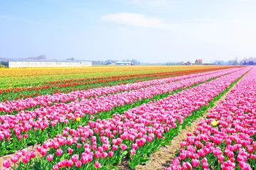 Crédence de cuisine en verre imprimé Tulipe Beaux champs de tulipes en fleurs dans la campagne du Ne