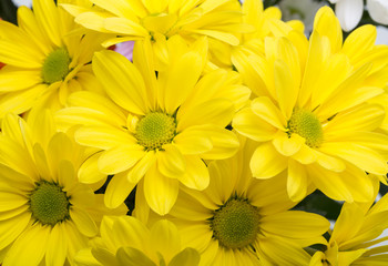 Close up of the yellow chrysanthemum flowers