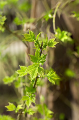leaves on the white background