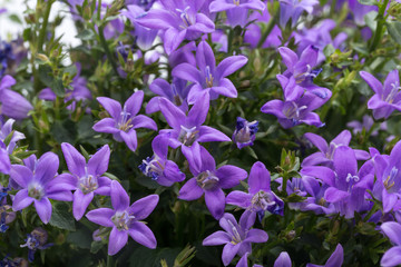 Beautiful vivid purple spring flower bush Dalmatian bellflower (Campanula portenschlagiana)
