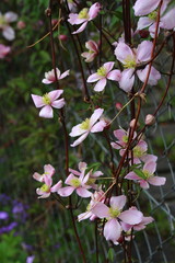 Ranken - Clematis montana