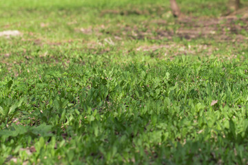 grass on the white background
