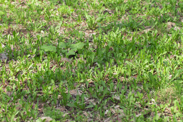 grass on the white background