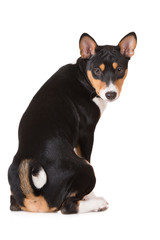 tricolor basenji dog