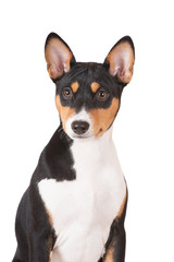 basenji puppy portrait