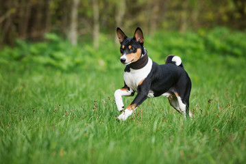 basenji puppy running outdoors