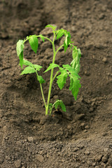 Seedlings of tomatoes