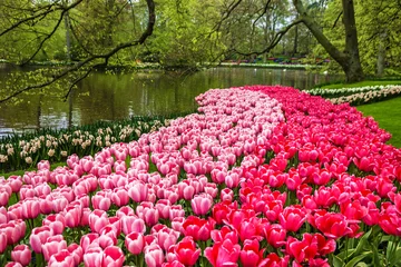 Acrylic prints Tulip tulips in flower garden, Kukenhof, Holland