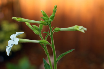 Aztec tobacco flower blooms