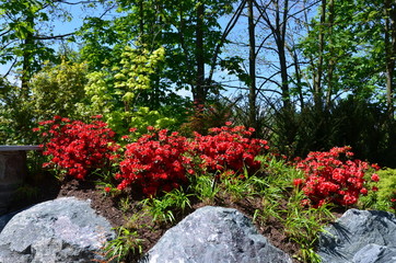 Azaleen im Steingarten