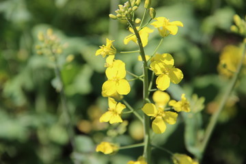 yellow field