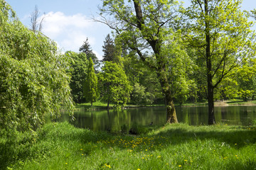 Beautiful trees and a pond in the park