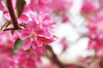 Fototapeta premium Цветущая розовым яблоня