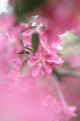 Цветущая розовым яблоня