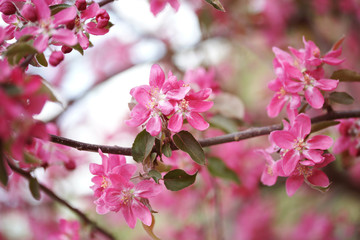 Цветущая розовым яблоня