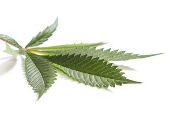 classic marijuana leaf