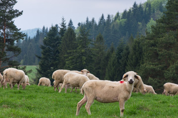 Obraz premium traditional sheep grazing on hills in polish mountains