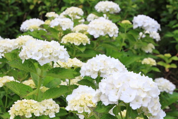 アジサイ