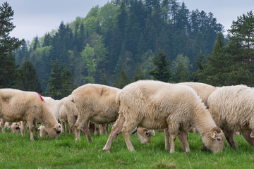 traditional sheep grazing on hills in polish mountains