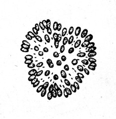 Cyanobacteria Gomphosphaeria lacustris