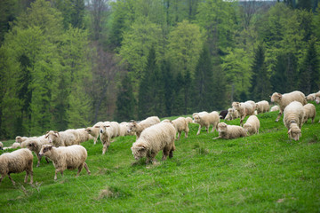 Fototapeta premium traditional sheep grazing on hills in polish mountains
