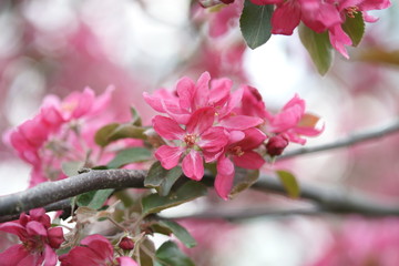 Цветущая розовым яблоня