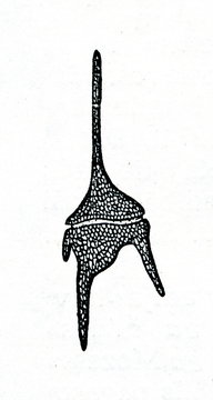 Dinoflagellate Ceratium Hirundinella