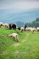 Fototapeta premium traditional sheep grazing on hills in polish mountains