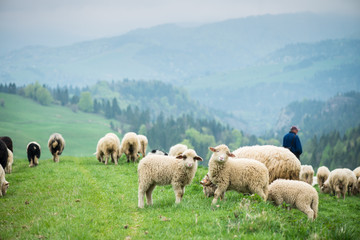 traditional sheep grazing on hills in polish mountains