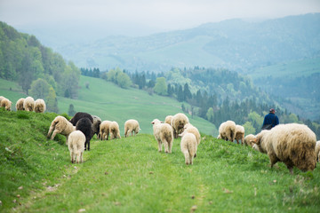 traditional sheep grazing on hills in polish mountains