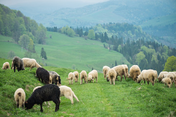 Fototapeta premium traditional sheep grazing on hills in polish mountains