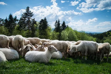 Cercles muraux Colline traditional sheep grazing on hills in polish mountains