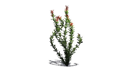Ocotillo flowers - isolated on white background 