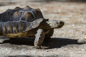 Spurred Tortoise - Geochelone sulcata.