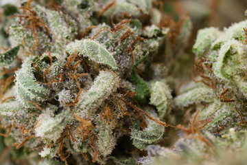 Marijuana macro
