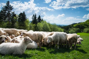 Foto auf Acrylglas traditional sheep grazing on hills in polish mountains © marcin jucha