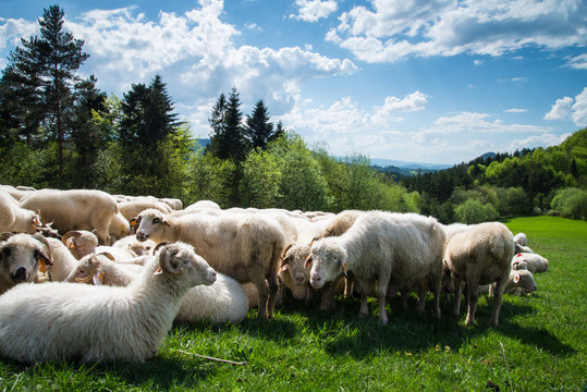 Fototapeta traditional sheep grazing on hills in polish mountains