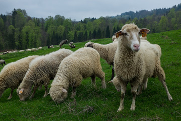 Traditional sheep grazing on hills in polish Tatry mountains reg
