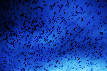 crows on the sky