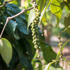 Fresh green peper on peper tree