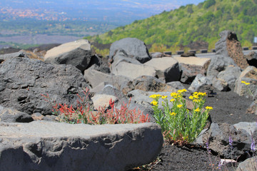 Flowers on  volcanic lava among stones. Etna, Sicily, Italy